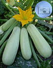 Семена кабачка «Искандер F1»