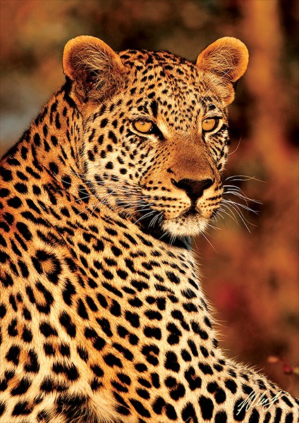 Леопард | Wild Life | Trefl