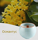 османтус