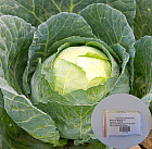 Семена капусты «Мегатон F1»