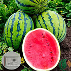 Семена гибридного арбуза «Бедуин F1»