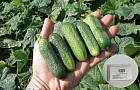 Семена гибридного огурца «Адам F1»