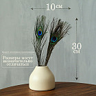 Набор перьев павлина для декора