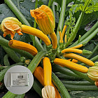 Семена кабачка «Саншайн F1»