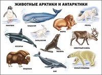 Животные Арктики и Антарктики. Плакат | Плакаты на картоне