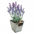 Лаванда декоративная в цинковом горшочке (10х10 см)