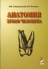 Анатомия зубов человека