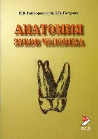 Анатомия зубов человека
