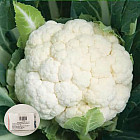 Семена капусты цветной «Уайт Эксель F1»