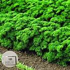 Семена петрушки кудрявой «Мооскраузе»