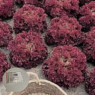 Семена салата «Гранатовые кружева»