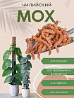 Мох чилийский