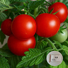 Коллекционные семена томата «Шедевр ранний»