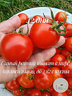Семена томата коллекционные «42 дня»