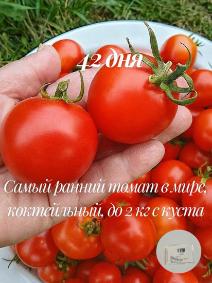 Семена томата коллекционные «42 дня»