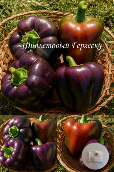Колекционные семена перца «Фиолетовый Гергеску»