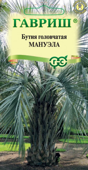 Семена «Бутия головчатая Мануэла»