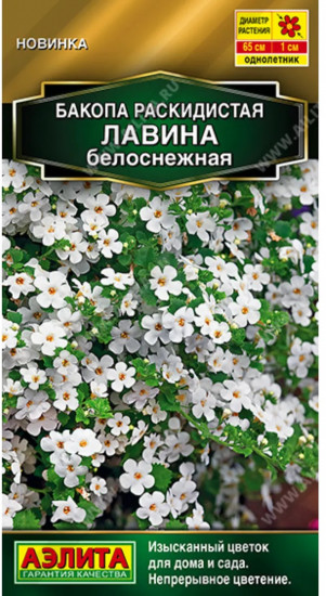 Бакопа раскидистая «Лавина белоснежная»