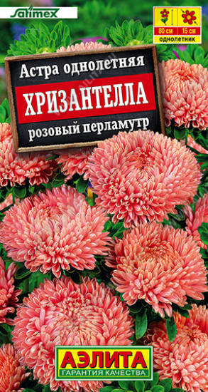 Семена астры «Хризантелла розовый перламутр»