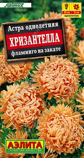 Семена астры «Хризантелла фламинго на закате»