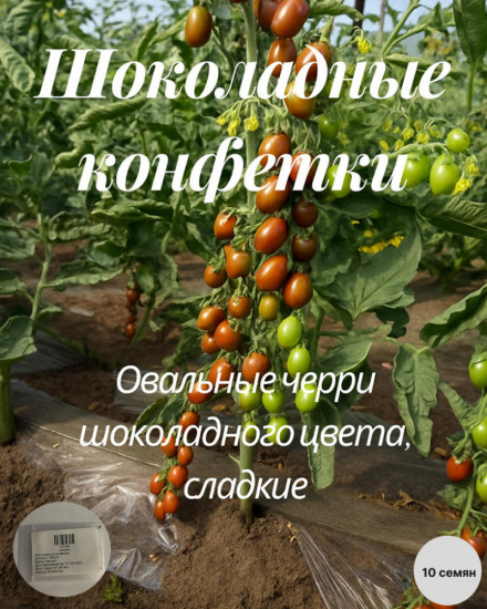 Колекционные семена томата «Шоколадные конфетки»