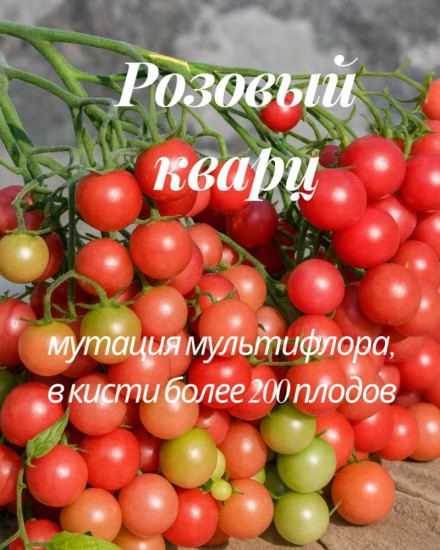 Колекционные семена томата «Розовый кварц»