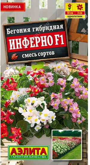 Бегония гибридная, смесь сортов «Инферно F1»