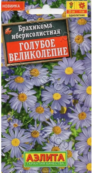 Семена брахикомы «Голубое великолепие»