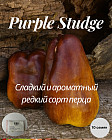 Коллекционные семена перца «Purple Studge»