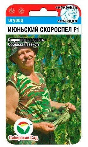 Семена огурцы «Июньский скороспел»