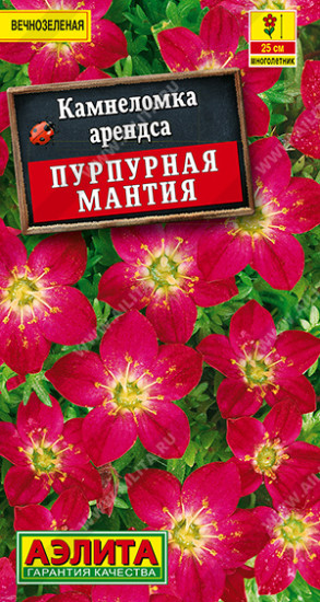 Семена камнеломки «Пурпурная мантия»