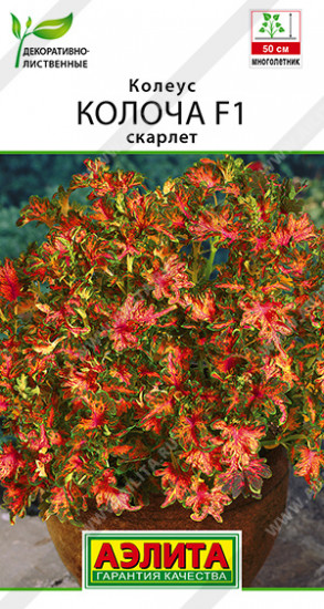 Семена колеуса «Колоча F1 скарлет»