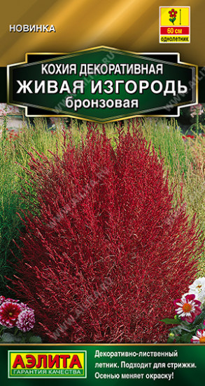 Семена кохии «Живая изгородь бронзовая»