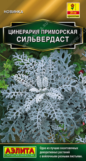 Семена цинерарии «Сильвердаст»