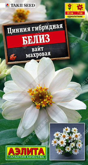 Семена циннии «Белиз вайт»