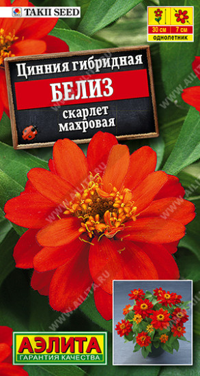 Семена циннии «Белиз скарлет»