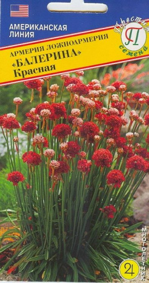 Семена армерии «Балерина красная»