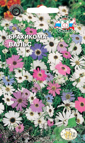 Семена брахикомы «Вальс»