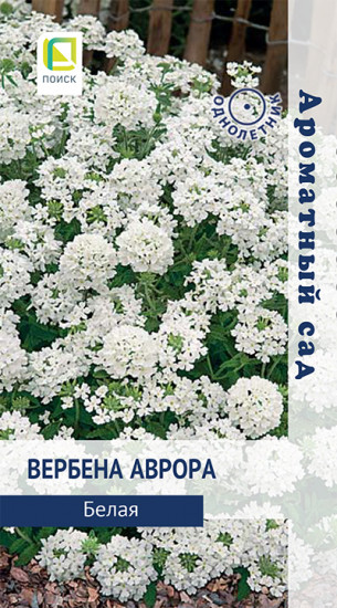 Семена вербены «Аврора Белая»