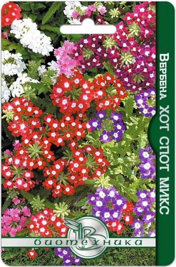 Семена вербены «Хот спот микс »