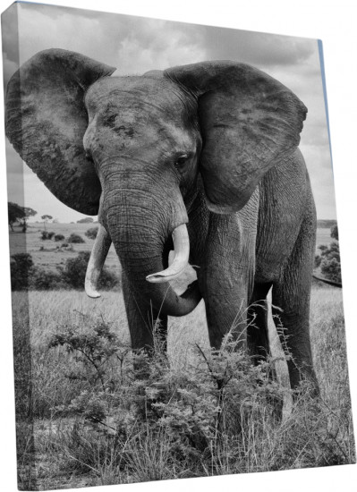 Картина «Хозяин джунглей»