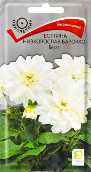 Семена георгины «Барокко Белая низкорослая»