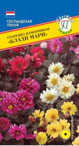 Семена георгины «Блади Мари»