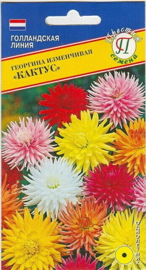 Семена георгины «Кактус» 