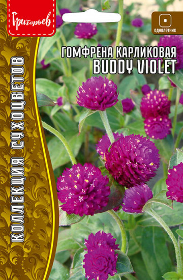 Семена гомфрены карликовой «Buddy Violet»