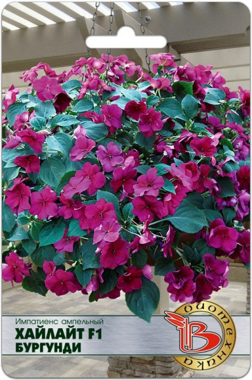 Семена импатиенса ампельного «Хайлайт F1 Бургунди»