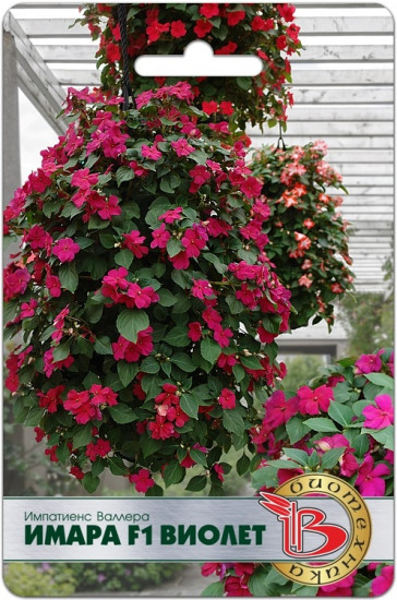 Семена импатиенса Валлера «Имара F1 Виолет»