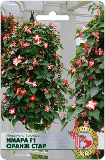 Семена импатиенса Валлера «Имара F1 Оранж Стар»