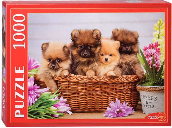 Пазл «Милые щенки шпица»