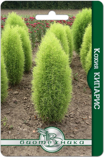 Семена кохии «Кипарис»